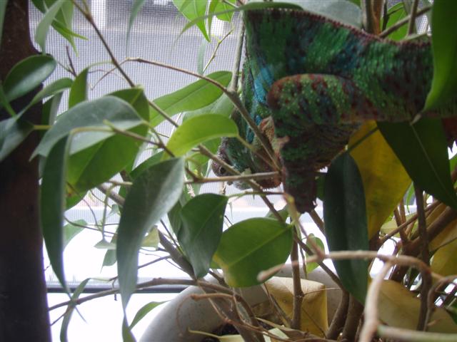 Left Eye Trouble Pics11