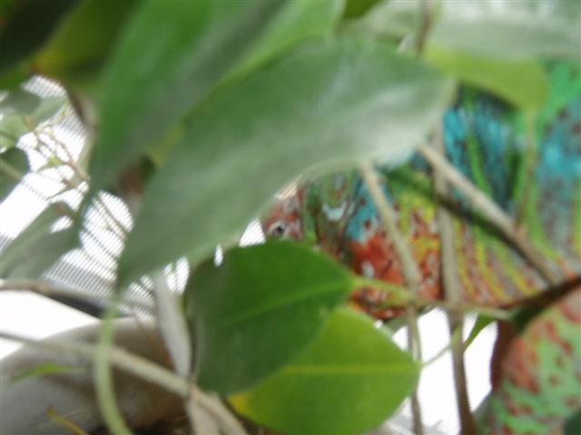 Left Eye Trouble Pics9