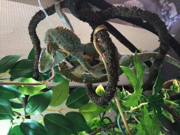 LEGO... My male chameleon