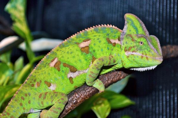 Leia at 8 months old, just a few days before she passed away =(