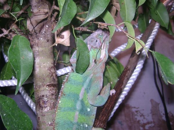 Leland My Panther Cham