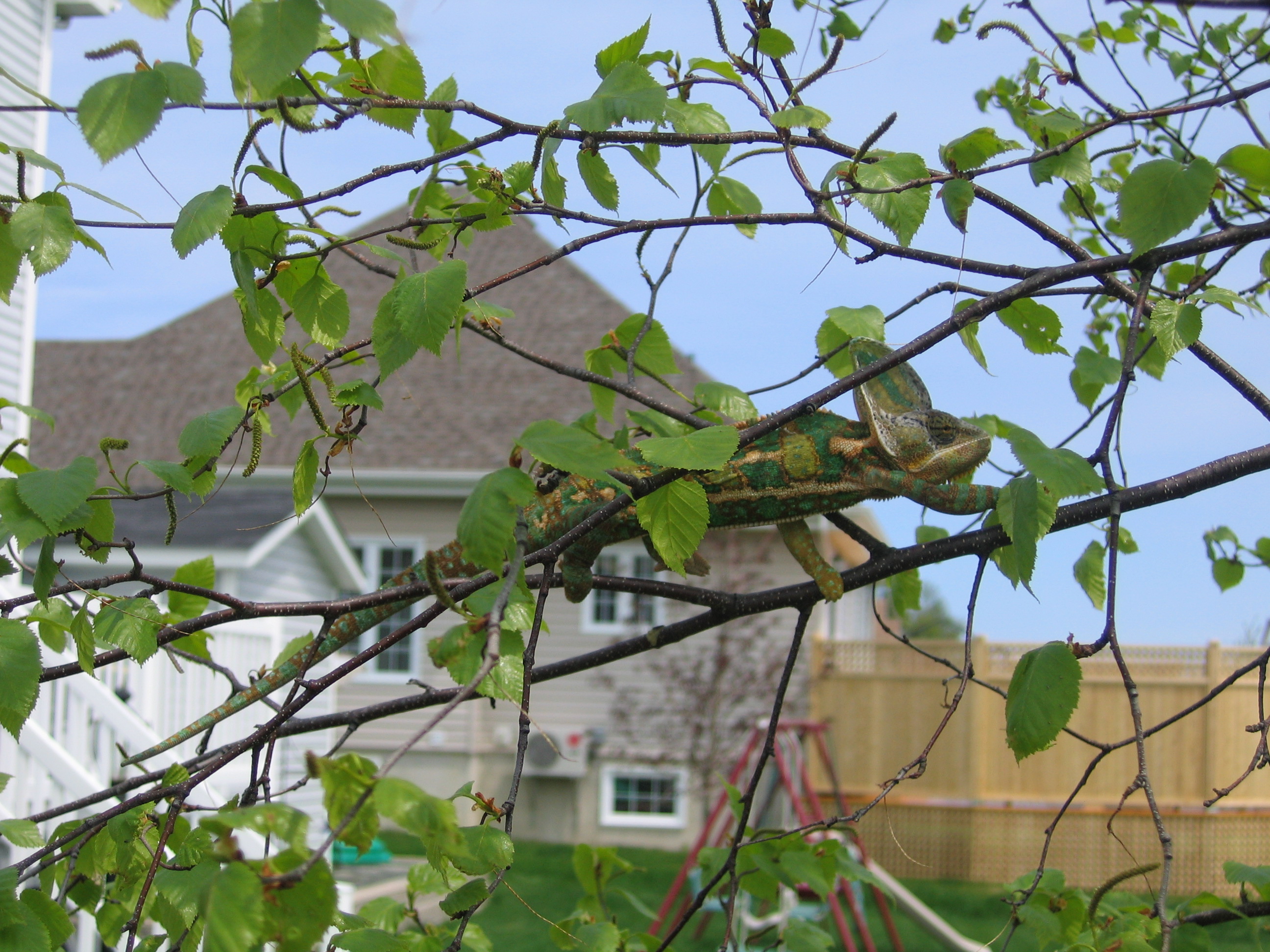 Lenny in a tree