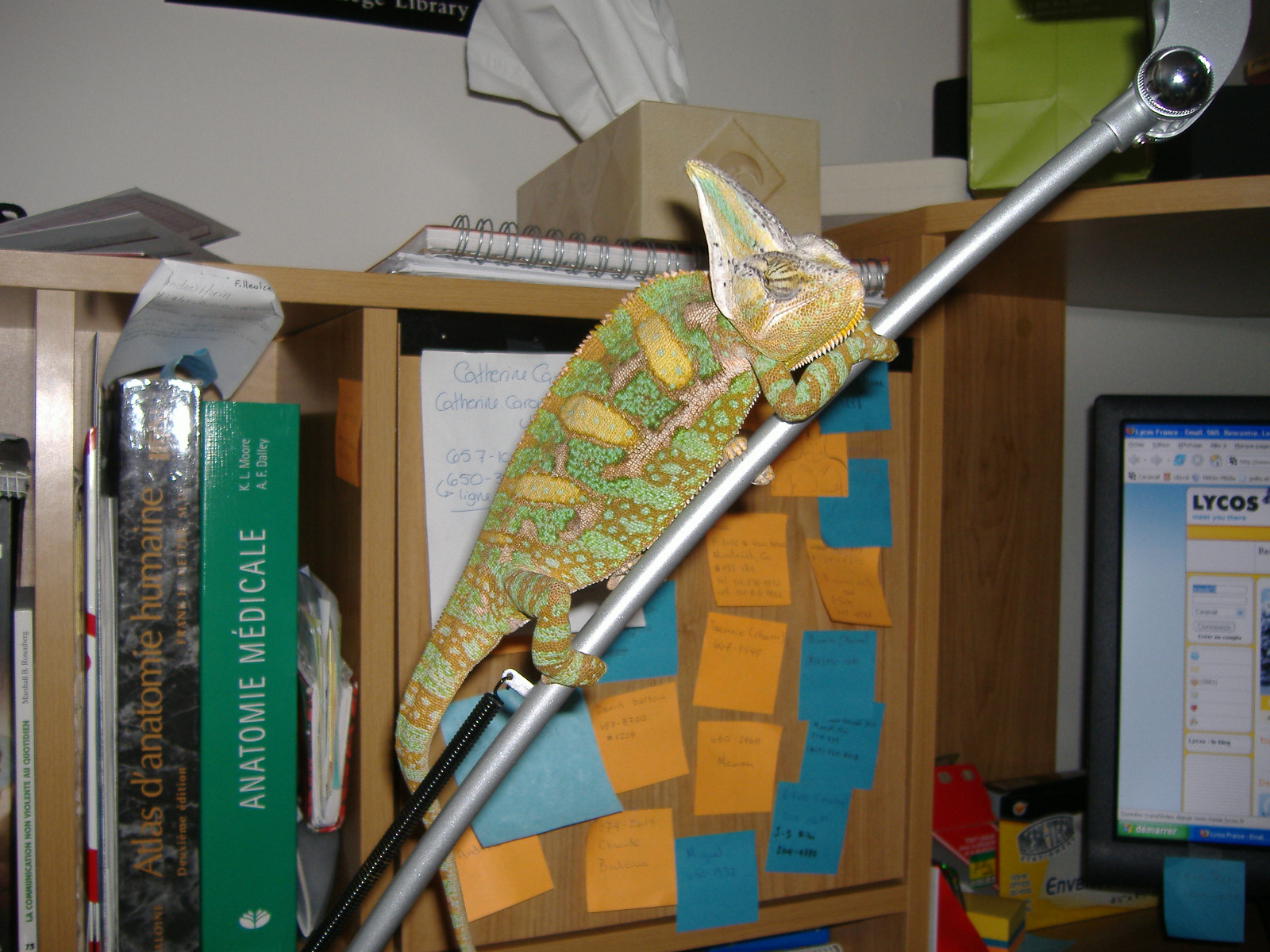 Lenny on a desk lamp