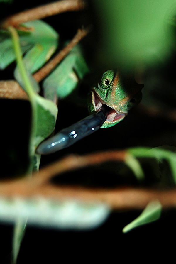 Lenny - Worm Stalker