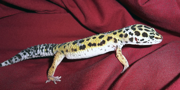 Leo having a run about on our bed.