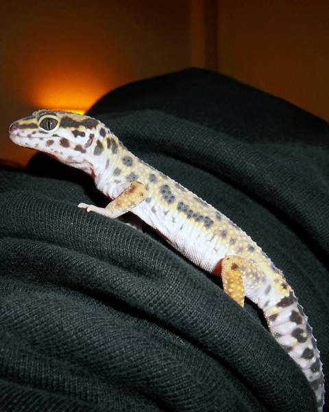 Leo in the middle of a shed, having a climb on Angie's arm.