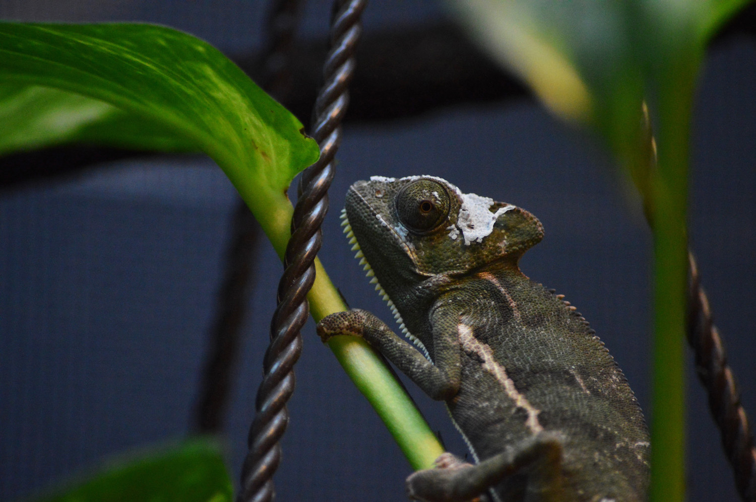 Leo Shedding