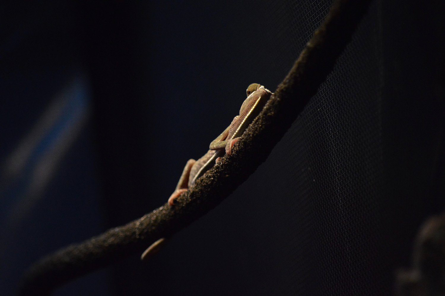 Leo Shedding