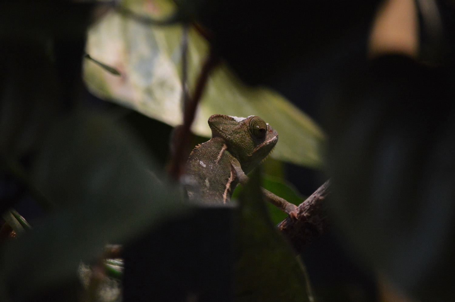 Leo Shedding