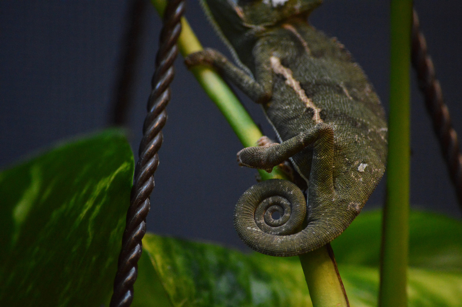 Leo Shedding