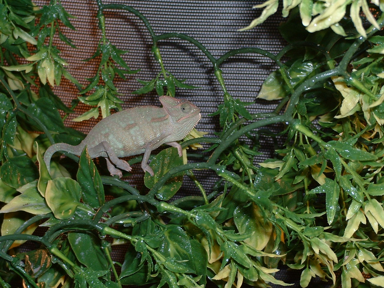 Leon the angry Chameleon