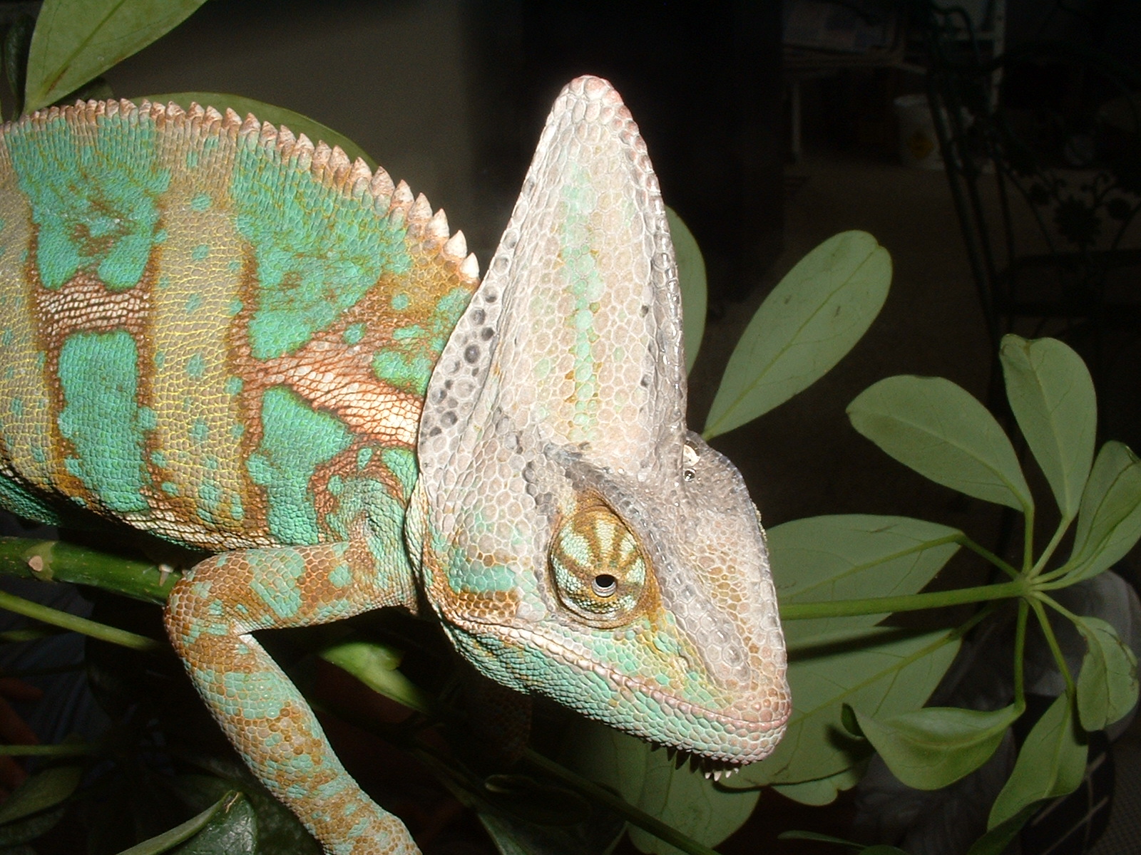 Leon the Chameleon