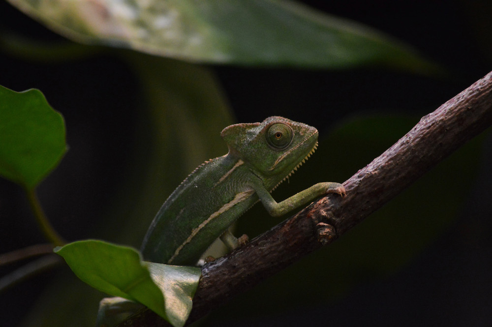 Leonardo's Enclosure