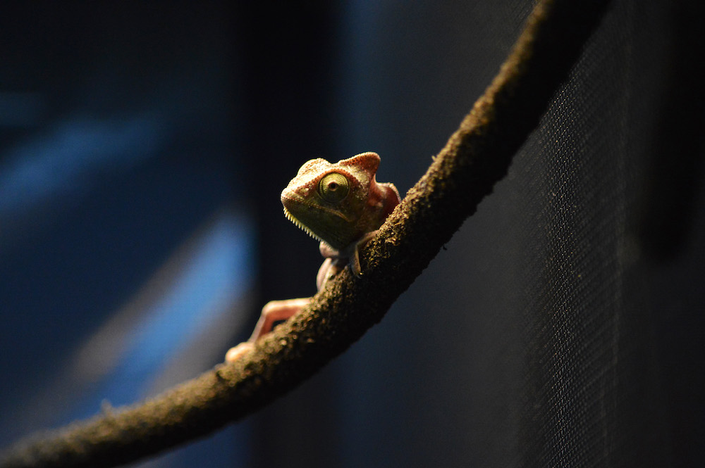 Leonardo's Enclosure