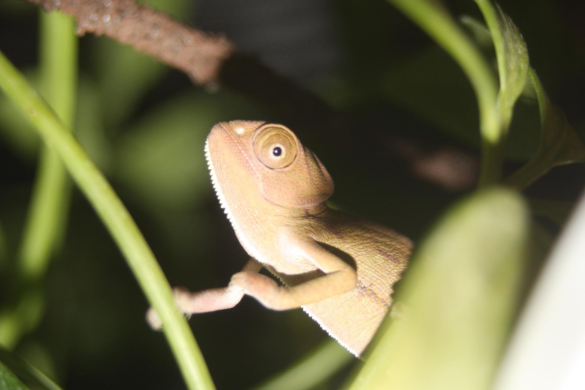 Leonidas Hanging Out On Arrival Day