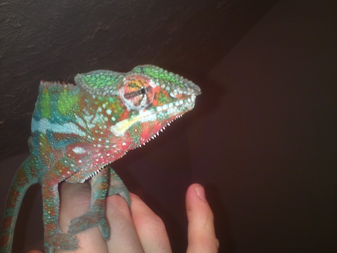 Leroy My Ambilobe Panther