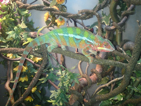 Leroy My Ambilobe Panther