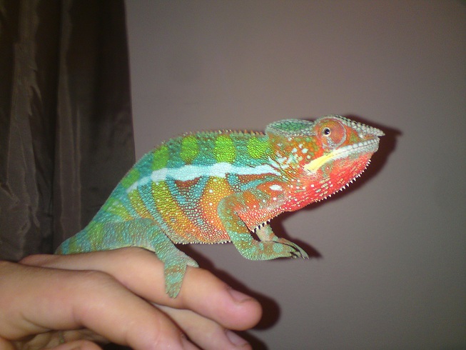 Leroy My Red Bar Ambilobe Panther