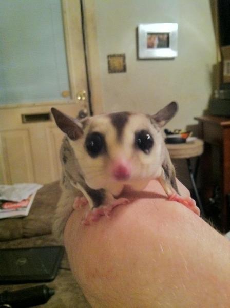 leu het glider