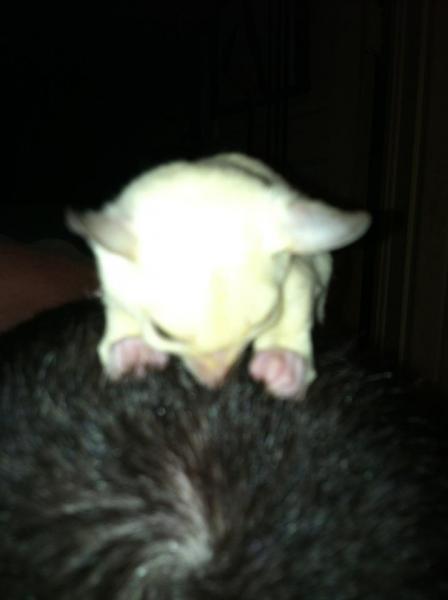 leu in my hair