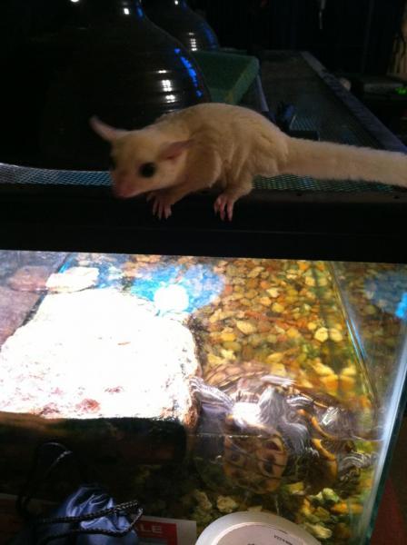 leu on turtle tank