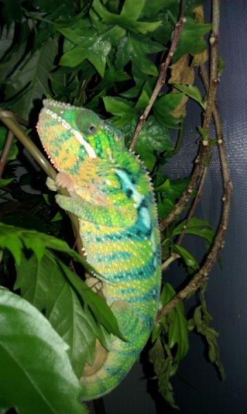 Leviathan fired up FINALLY. It takes alot to make this boy mad!