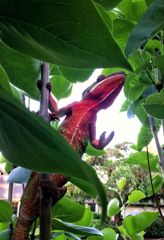 Lieutenant Colonel soaking up the sun
