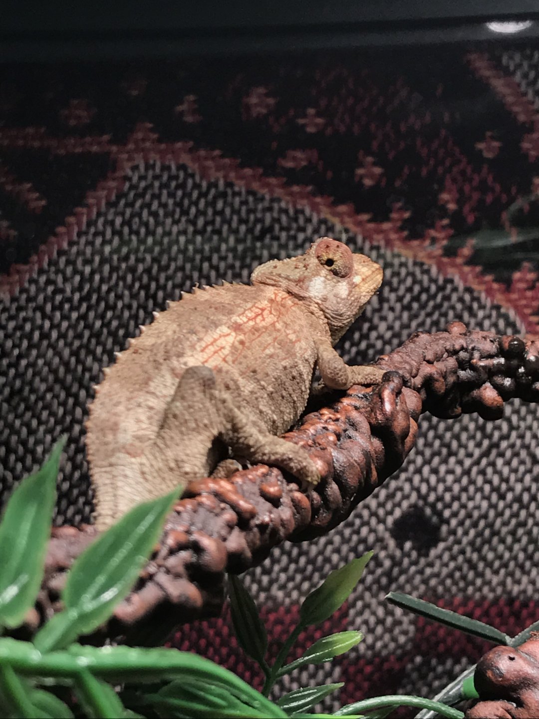 light female jackson