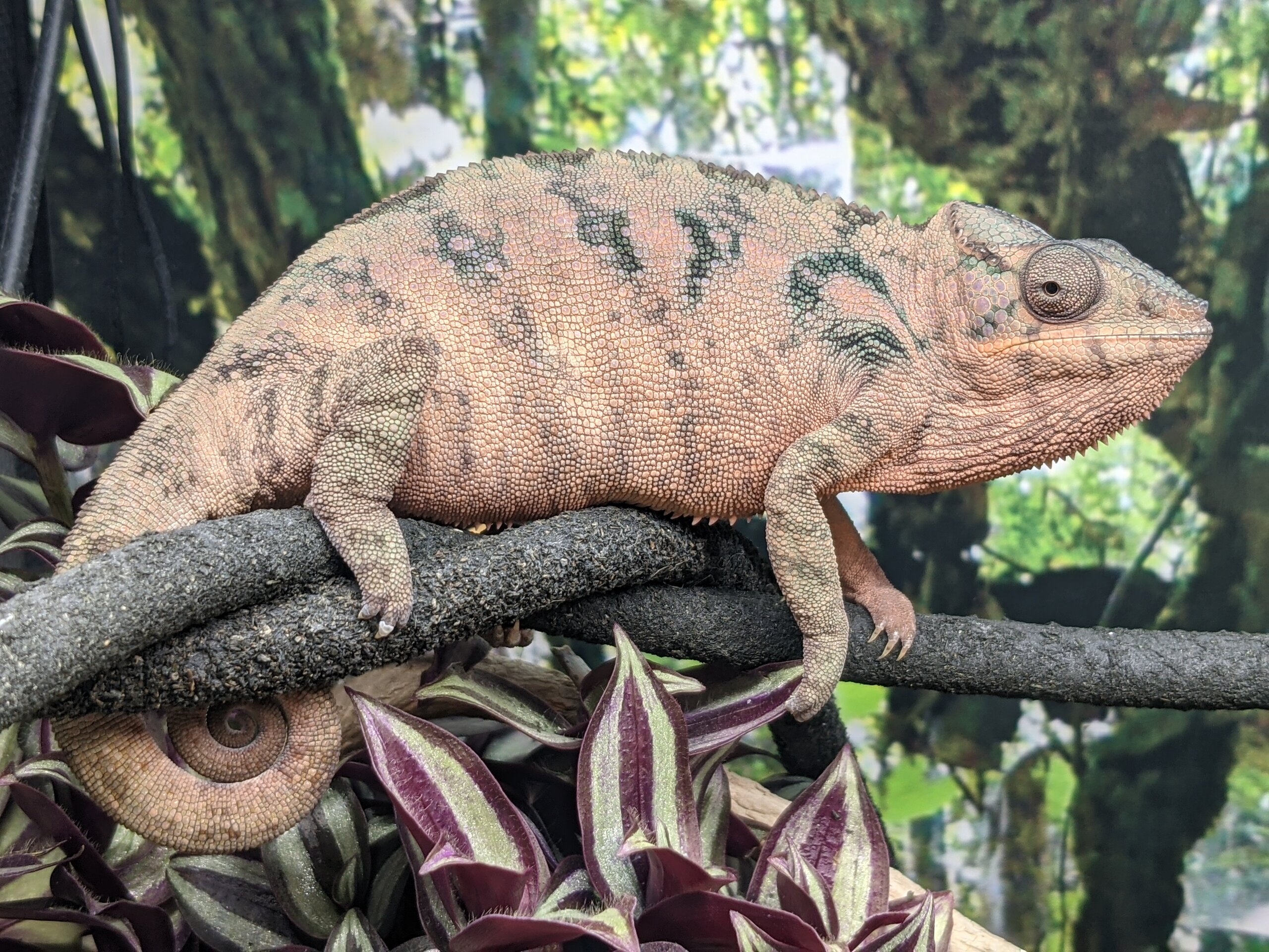 Lighter shade of green