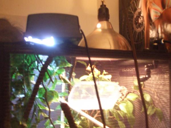 lighting.. med zoo repti sun 5.0.. plus i just have a regular 60 watt house bulb to keep it in the mid to higher 80's since i live in arizona and its