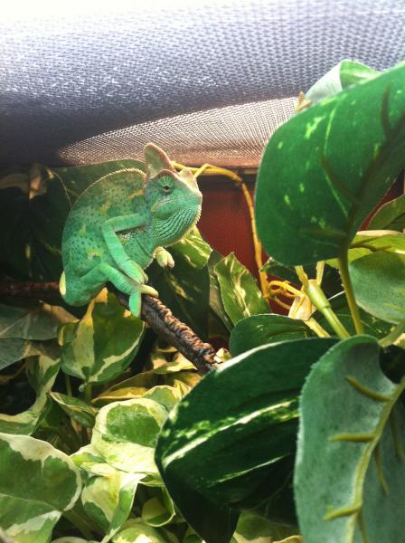 lil' fatty 8)