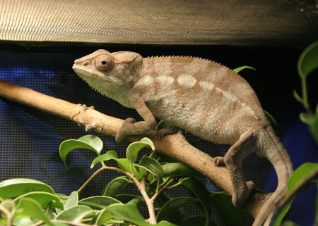 Lil' Lola - The Older Of Both My Females.