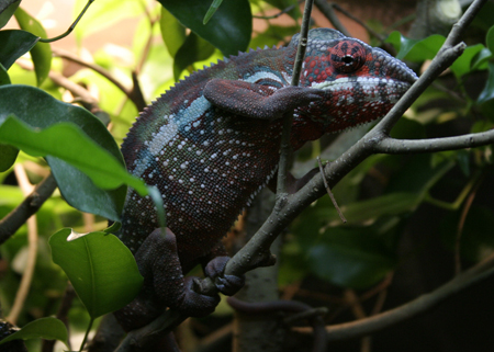 Lil' Pepe's Relaxed Coloration.