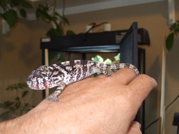 Lilly 7/27/2011