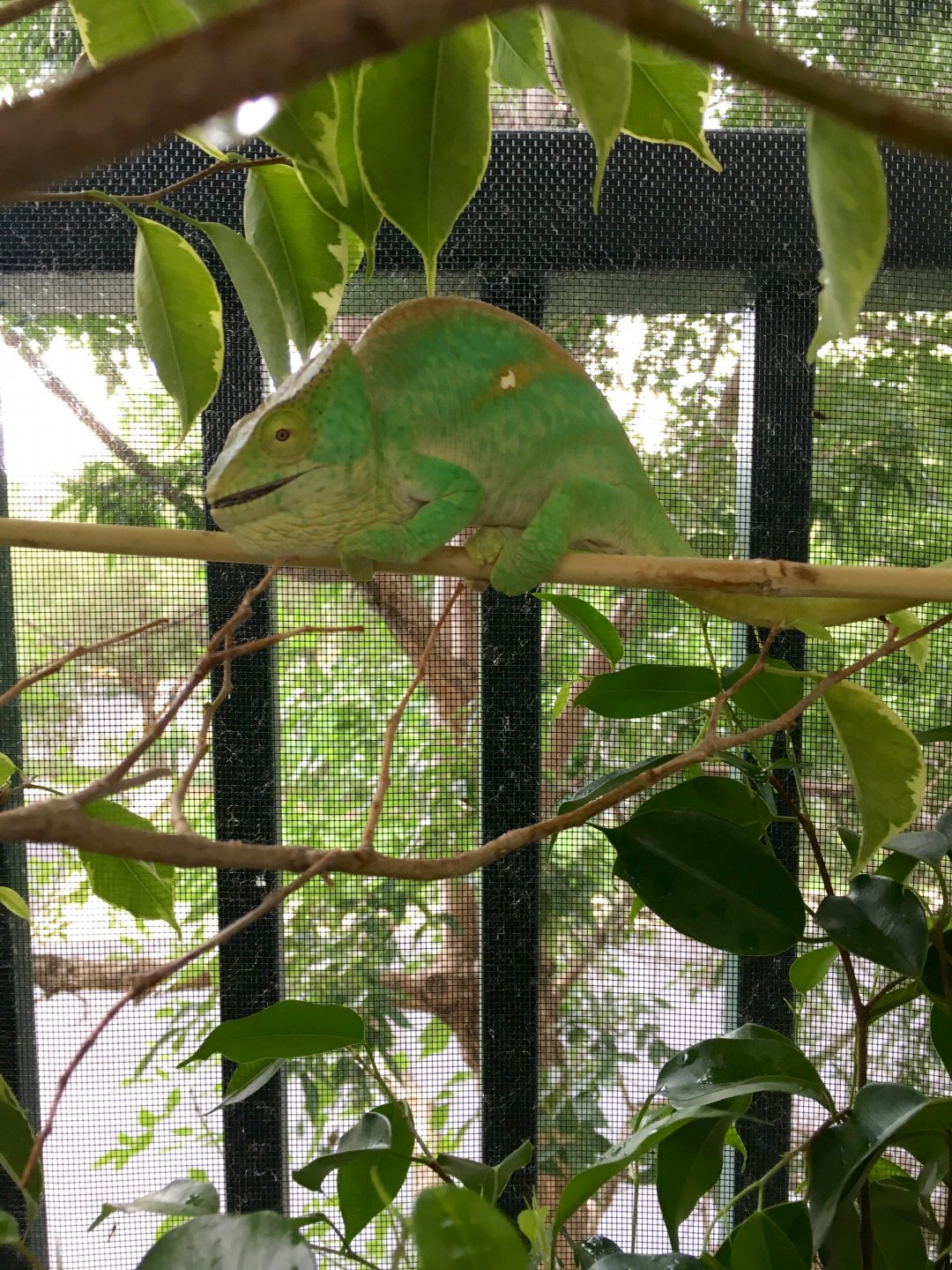 Lilly enjoying lunch