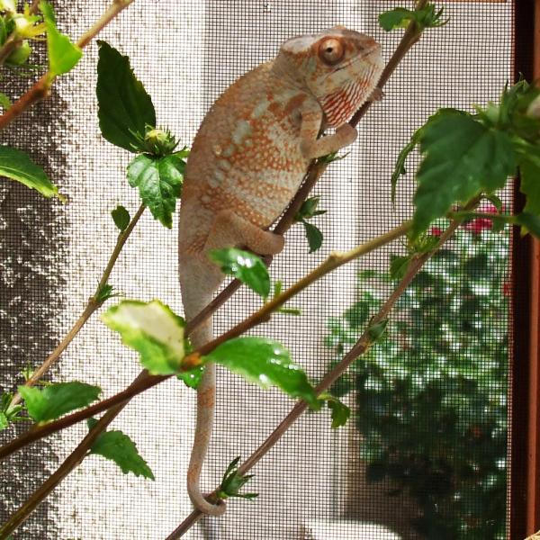 Lilly ~ July 31 2011