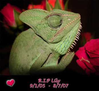 Lily *sniff* I miss u