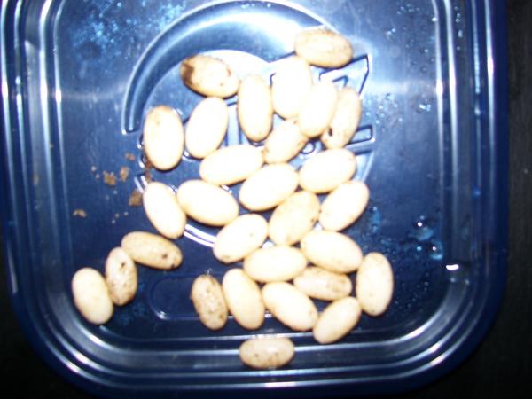 Lily'1st clutch 28 eggs 27grams