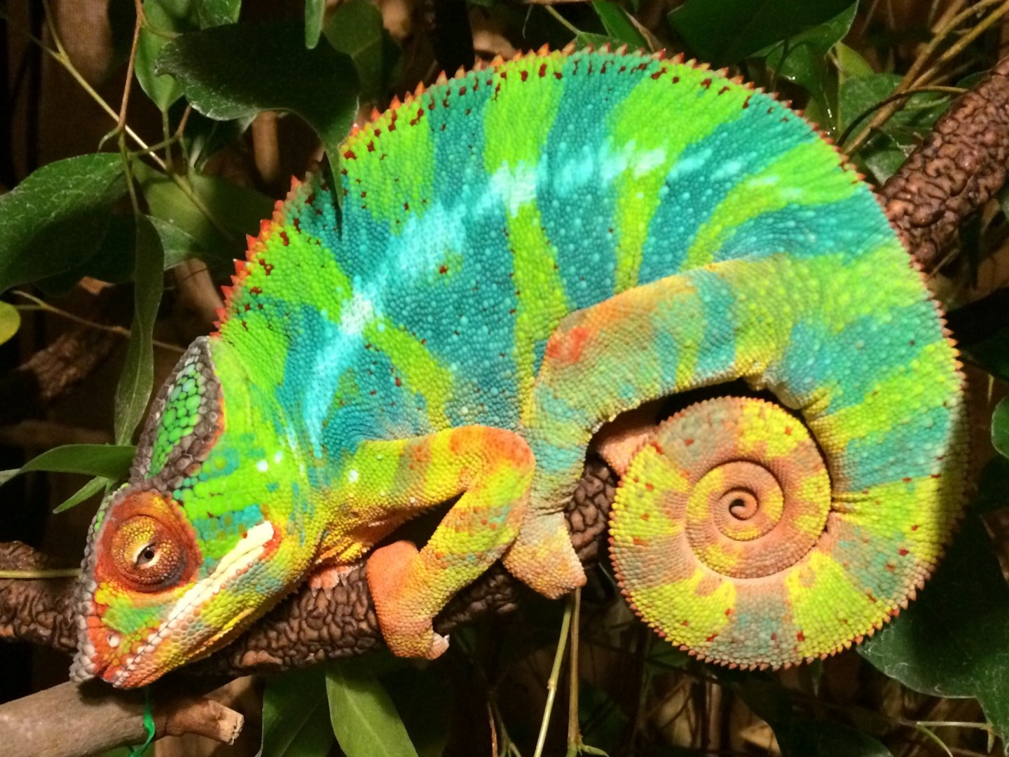 Lincoln with his PJs