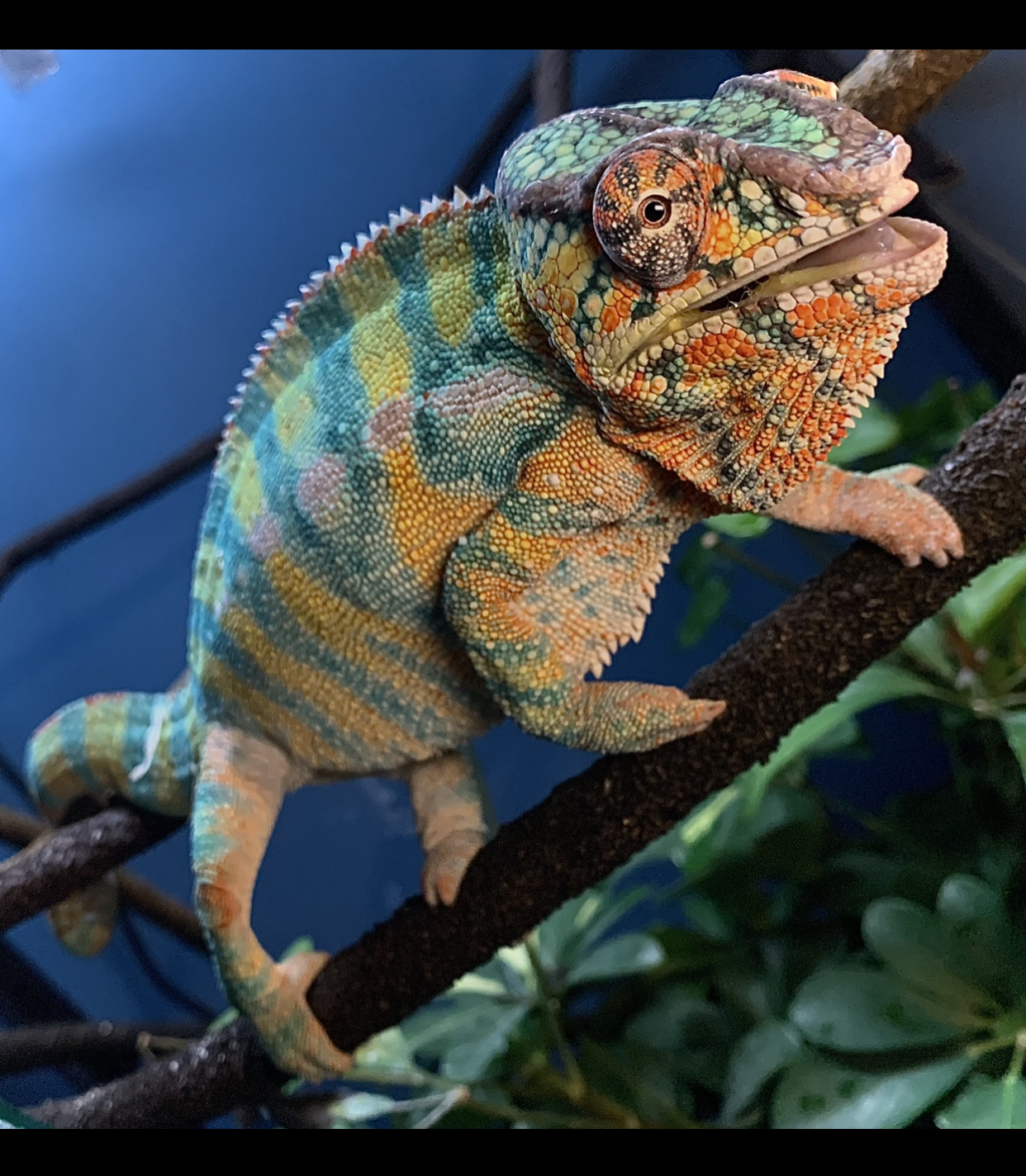 Lit up like a Christmas tree