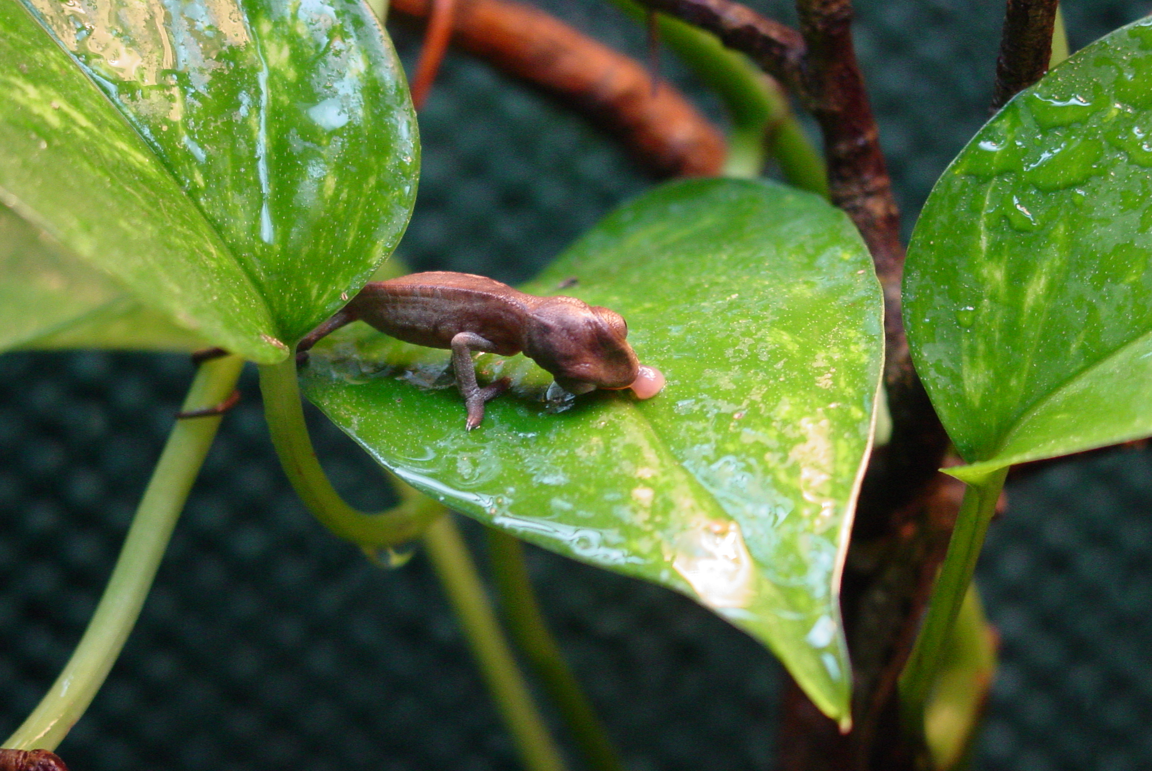 Little Baby Lickin The Leaves