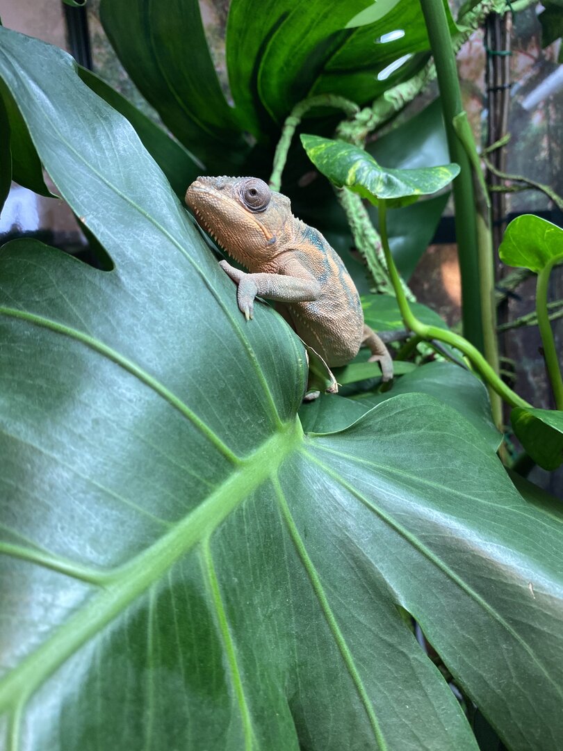 Little climbing Peach