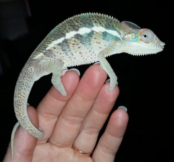 Little dude starting to show color