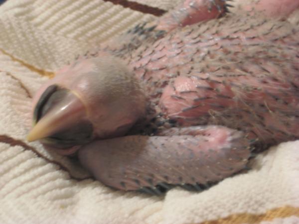 Little Kooky when I first began nurturing it. (yes, that is a macaw!)