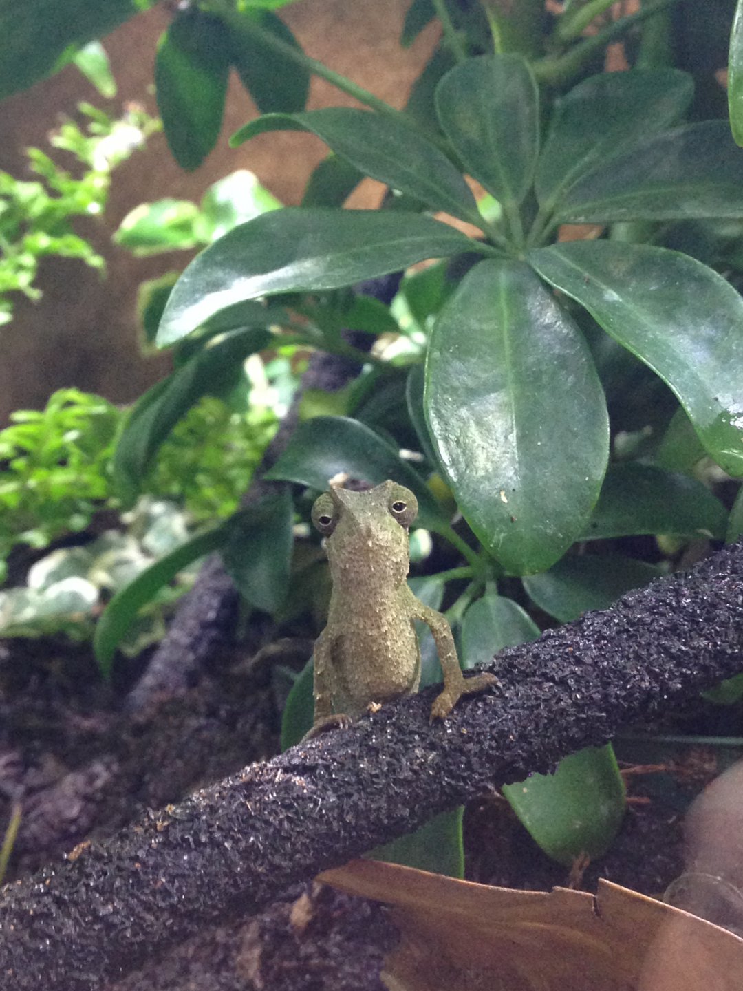 Little man syndrome | Chameleon Forums