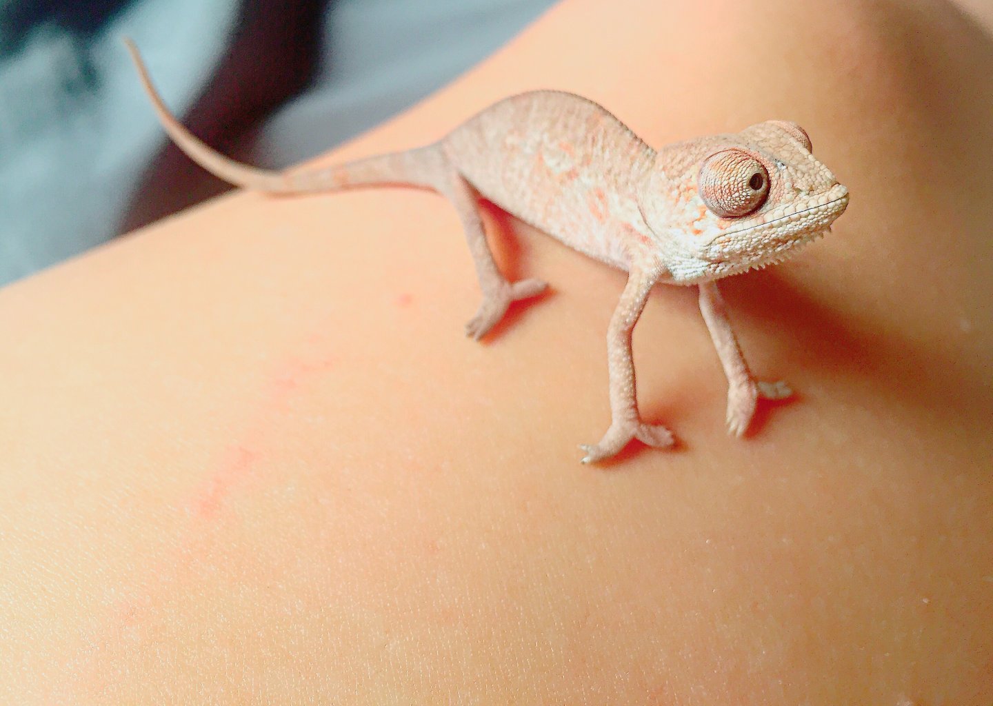 Little Man