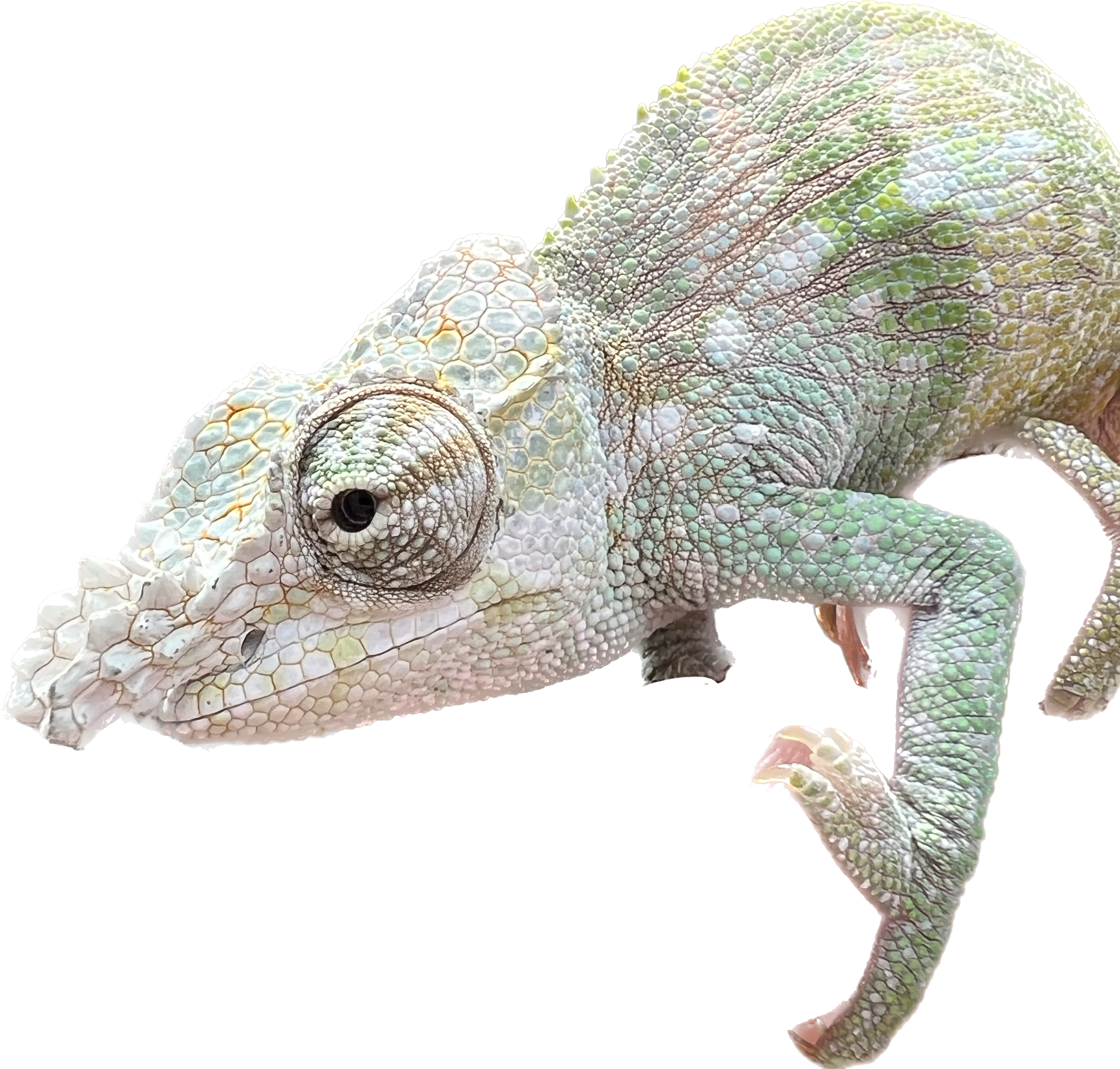 Little miracle Ranjo