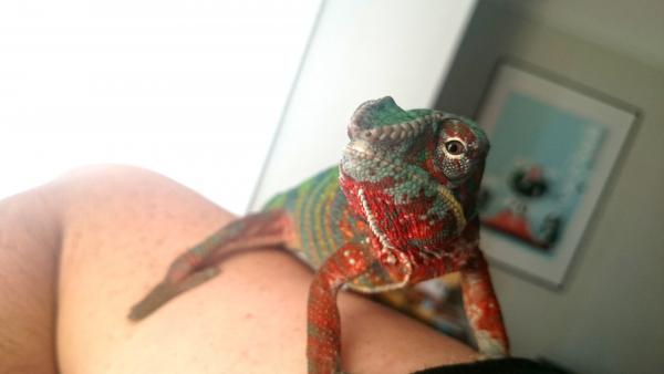 Little Nosy posing during one of his marauding adventures outside his enclosure