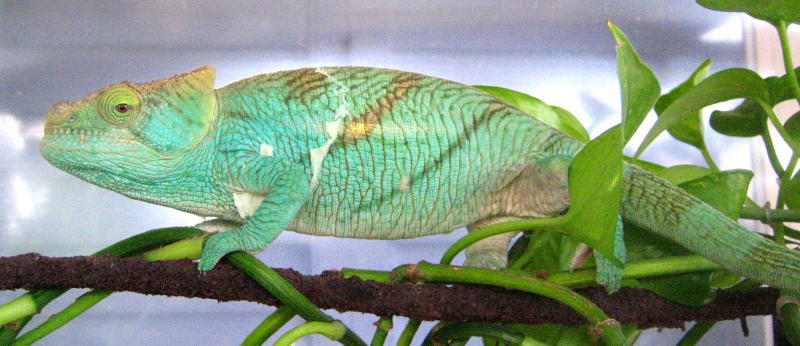 Little Parsonii male