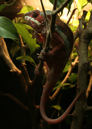 Little Pepe Lounging